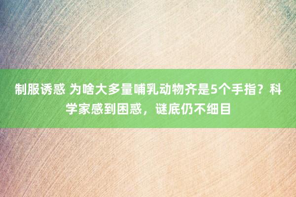 制服诱惑 为啥大多量哺乳动物齐是5个手指？科学家感到困惑，谜底仍不细目